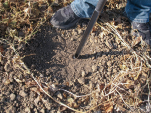 Soilsample